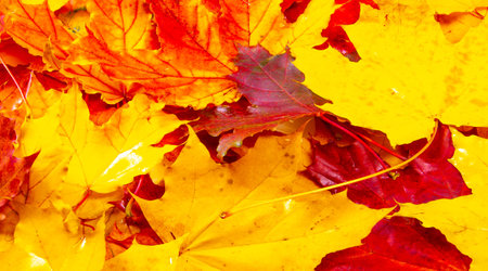 Colorful autumn maple leaves as a background. Selective focus.