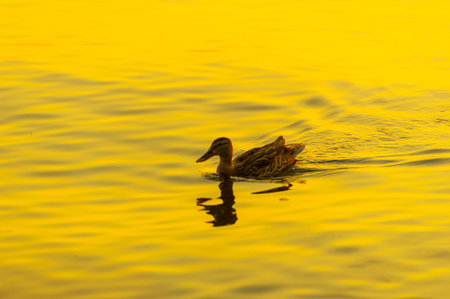 Experience tranquility with ducks swimming peacefully in the river. Watch the setting sun create a serene and relaxing atmosphere. Find solace and peace in this picturesque scene.の写真素材