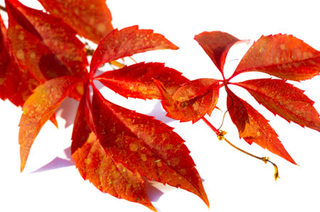 Autumn leaves on a white background.