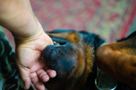 A dog with a strong guarding instinctの写真素材