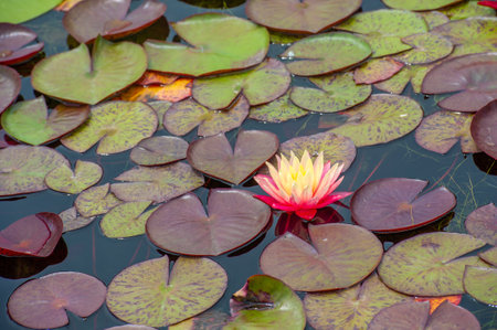 Lotus. Nelumbo. Nymphaeaceae. Water lily. Experience the magic of water lilies! These stunning flowers radiate peace, bringing harmony to any scene. Nature Blissの写真素材