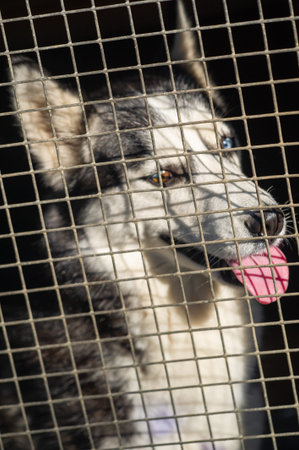 Be aware of dogs. Be alert and attentive to dogs in your environment. Respect dog owners and their...