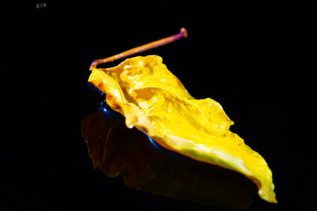 bright yellow hibiscus leaf for use in tea, cocktails and desserts. Adds unique taste and visual appeal to your food and drinks.の写真素材