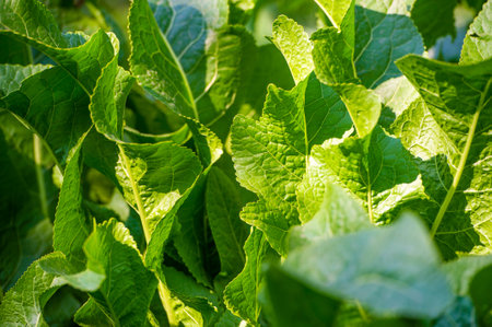 A unique and aromatic ingredient for culinary use. High in antioxidants and nutrients. An eco-friendly option for including greens in your mealsの写真素材