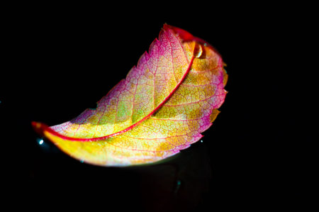 rowan leaf Stunning photograph of autumn foliage. Contrast of bright red leaves against a dark...