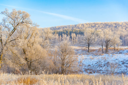 Take an enchanting journey through a snow-covered field at sunrise. Enjoy the beauty of tall trees standing like sentinels. Explore the untouched grassの写真素材