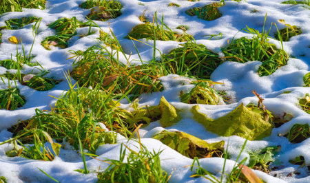 Snow fell on autumn leaves. I love the change of seasons. I know it's time to be grateful for all we have and cherish the moments with family and friends as we prepare for the coming winter.の写真素材