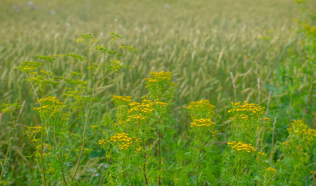 Summer. Wheat a cereal plant that is the most important kind grown in temperate countries, the grain of which is ground to make flour for bread, pasta, pastry,の写真素材