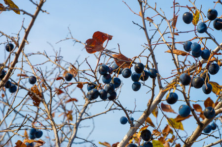Prunus spinosa, called blackthorn or sloe, is suitable for canned food, but tart enough for food. To create a hedge.の写真素材
