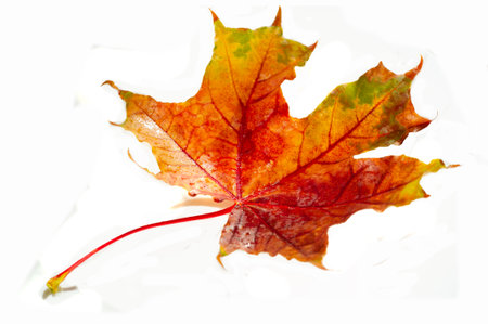 Stunning close-up images of vibrant autumn maple leaves. Capture the intricate details and colors of fall foliage. Ideal for nature lovers and photographers. Create beautiful seasonal artの写真素材