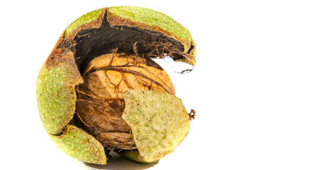 Walnut.の写真素材