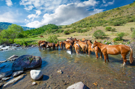 Horses drink water from the river in a picturesque setting. The beauty of nature is revealed while the horses quench their thirst. A scene of calm and harmony in the natural world.の写真素材