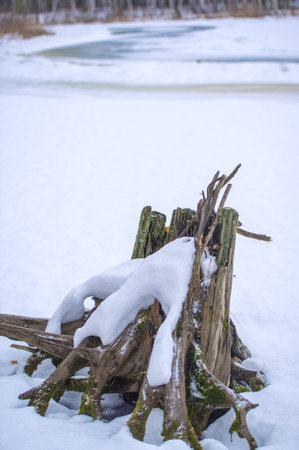 Wooden logs covered with snow on the background of the winter landscapeの写真素材