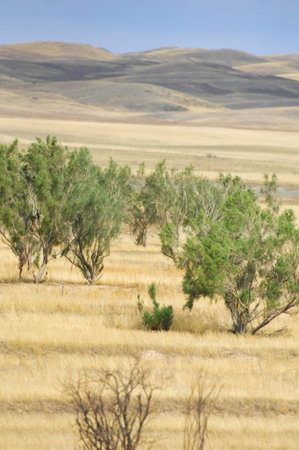 prairie, plain, desert. Witness the mesmerizing dance of flowers as the sun bids farewell to the desert Nature Unleashedの写真素材