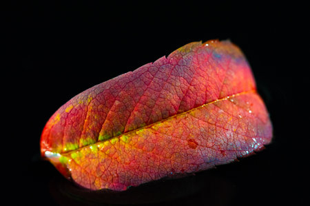Stunning autumn red rowan leaf. Contrast of bright red color on a black background. The beauty of nature captured in photography.の写真素材