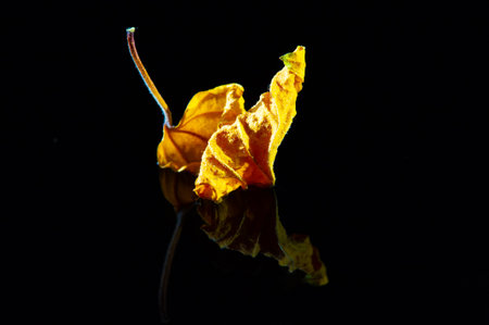 A unique and visually striking image for packaging or marketing materials. Adds a pop of color and texture to any design.の写真素材