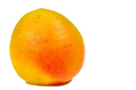 Apricot. Many people have special memories of the smell and taste of sweet ripe apricots on a hot summer day. Maybe they were visiting their grandmother or nibbling fruit over the neighbors fence.の写真素材