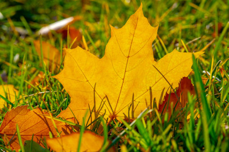 Autumn maple leaf, a flattened structure of a higher plant, similar to a blade that attaches...