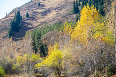 Experience the vibrant autumn colors of the Tien Shan. Immerse yourself in a paradise of natural beauty. Be captivated by the contrasting color palette.の写真素材