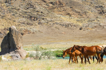 Experience the majestic beauty of horses grazing in the river delta. Admire the stunning backdrop of...