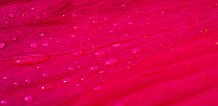 Hibiscus rosa-sinensis, Chinese rose, Its pink flowers were in bloom, brilliant and full of fertile...