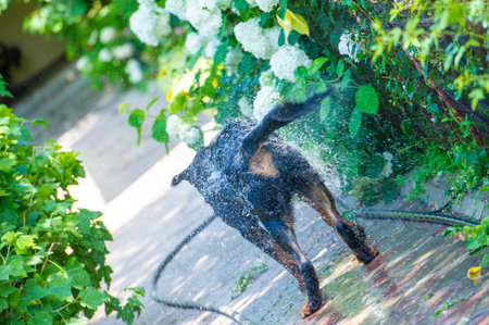 The Rottweiler shows devotion and companionship in a touching moment. Exudes the unconditional love that only a true friend can give.の写真素材