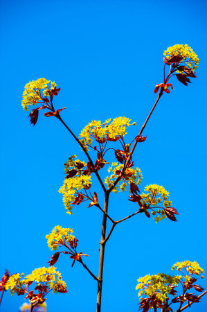 Acer Rubrum, Typically found in damp places such as swamps and along river banks. Produces vibrant...