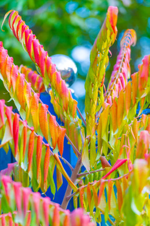 Autumn leaves on the branches of trees. The heart of autumn must have broken here and poured its treasure on the leaves.の写真素材