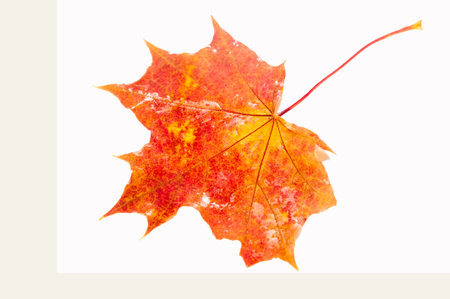 Stunning close-up shots of vibrant autumn maple leaves. Conveys intricate details and the beauty of nature. Ideal for seasonal decor or artistic inspiration.の写真素材