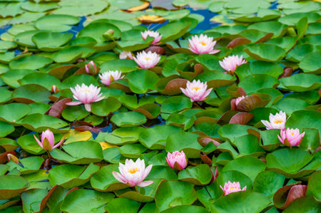 Nature's Watercolor Palette Immerse yourself in the mesmerizing beauty of these vibrant water lilies, transforming a quiet pond into a living masterpiece. Miracles of the Water Lilyの写真素材