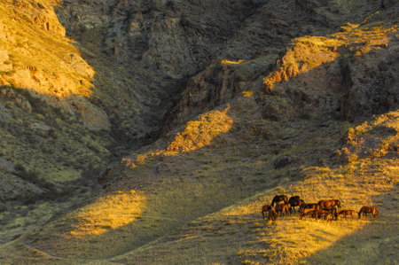 Enjoy the natural beauty of the river steppe rocks at sunset. Horses roam freely in their natural environment. Take stunning photos of the picturesque landscape.の写真素材