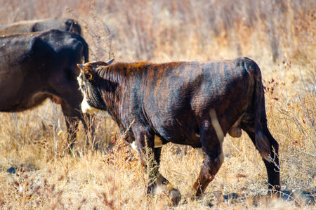 Autumn, Steppes. Prairies. cows are grazing. When your mood matches the serene autumn steps... Calfi Goals Nature Nuggetの写真素材