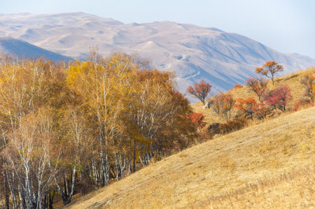 Experience the stunning beauty of the Tien Shan Mountains in autumn Immerse yourself in a picturesque landscape surrounded by colorful foliage Enjoy the magic of nature capture breathtaking momentsの写真素材