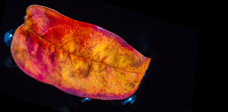 Rowan Leaf Stunning autumn images. Contrasting colors for a striking visual effect. Aesthetic and elegant design.の写真素材
