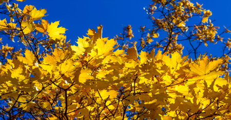 Autumn leaves on the branches of trees. Autumn leaves fall like gold, like a rainbow, as the winds...