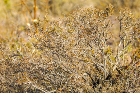 blur in south africa close up of dry bush and tree in the desertの写真素材