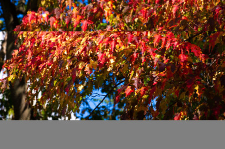 Enjoy the vibrant colors of autumn leaves. Take a walk outside and immerse yourself in the beauty of...