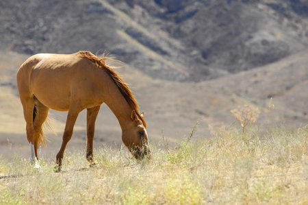 Beautiful images of horses grazing in the river delta. Stunning natural landscape with rocks in the...