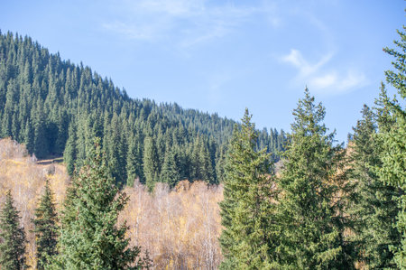 Explore the enchanting spruce forests of the Tien Shan. Experience the vibrant colors of autumn in...