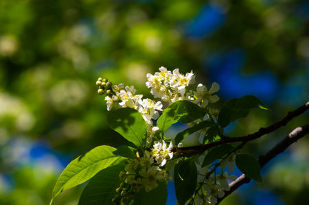 A serene shot of white cherry blossoms gracefully perched on a branch, a gentle reminder of the beauty that blooms all around us. Inspired by Natureの写真素材