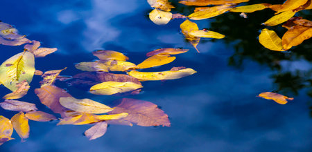 Leaves autumn. Swimming pool with surface water strewn with autumn leavesの写真素材