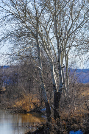 The river melts and flows freely again. The trees are bare. Last year's yellow grass slowly turns green with the arrival of spring.の写真素材