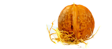 Walnut. If you can't make a cup of walnuts, you have no soul