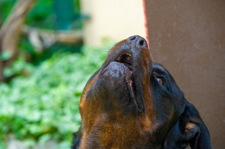 Fearless and authoritative guardian Quietly radiates a sense of power The embodiment of the essence of Rottweiler lifeの写真素材