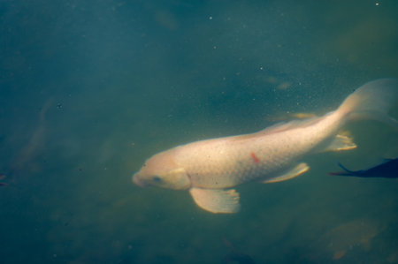 Koi Fish. Witness the harmonious dance of these koi fish as they swim gracefully in sync, their movements reminiscent of a breathtaking water ballet. Graceful Swimmersの写真素材