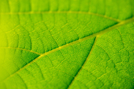 green leaf close-up. Explore the hidden beauty of vibrant greenery Dive into nature's secrets just...