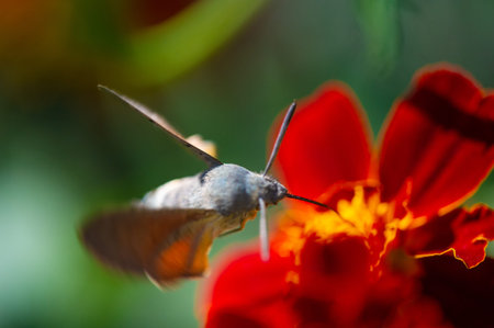 A beautiful hawk moth captured in stunning detail. The vibrant flowers add a pop of color to the...