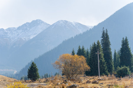 Experience the breathtaking beauty of the Tien Shan fir trees in autumn. Immerse yourself in a kaleidoscope of natureの写真素材