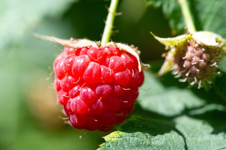 Raspberry. It's time to rejoice - it's finally raspberry season. There is something magical about...