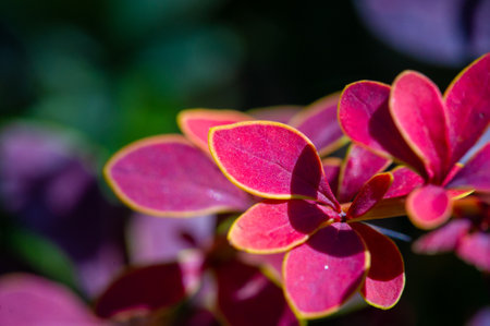 Decorative barberry. Adds vibrant color to any landscape. Drought resistant and does not require special care. Provides year-round interest with its colorful foliage. Great for hedges,の写真素材